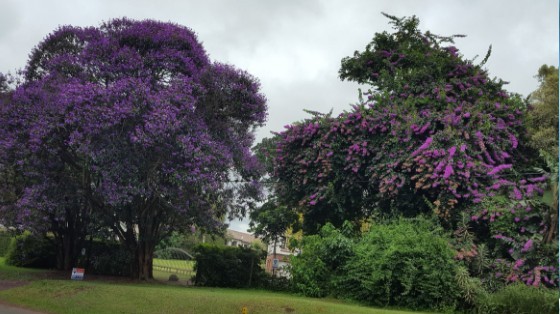 #Durban's,beautiful,trees