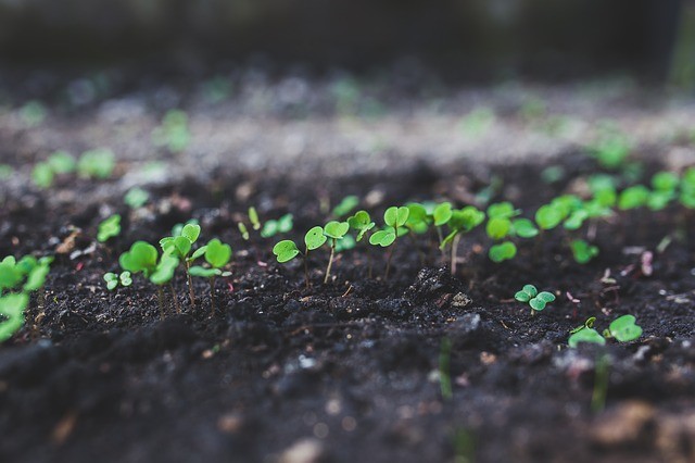 #weeding,out,the,seedlings