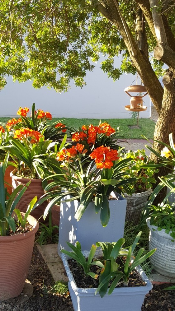 GLORIOUS CLIVIAS BATHED IN SUNLIGHTHE SUNL