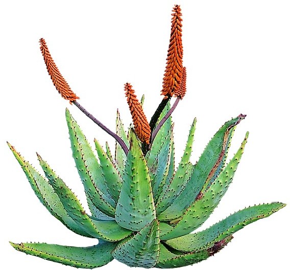 #aloe