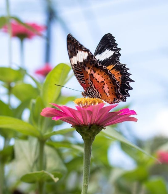 #butterfly-on-zinnia