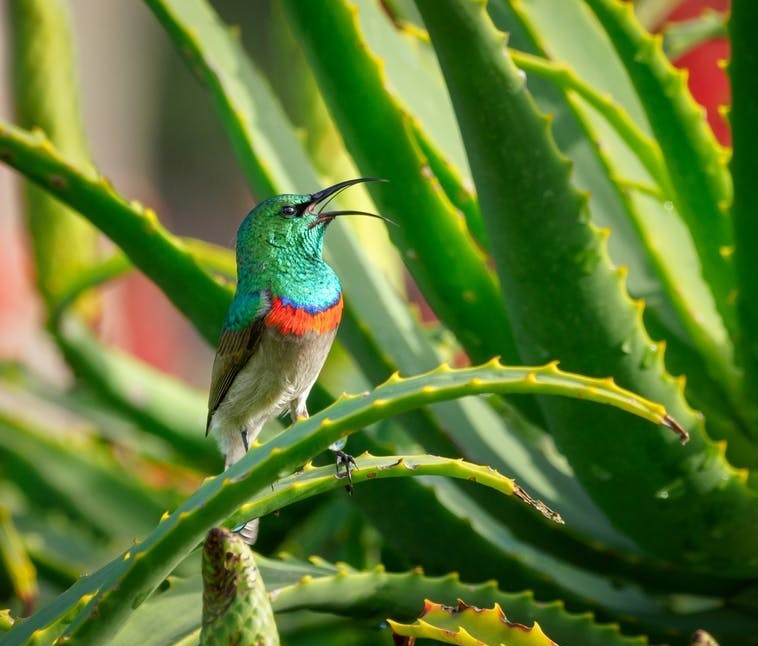 #sunbird-on-aloe