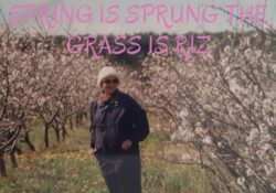SPRING HAS SPRUNG THE GRASS HAS RIZ | spring has sprung the grass has riz